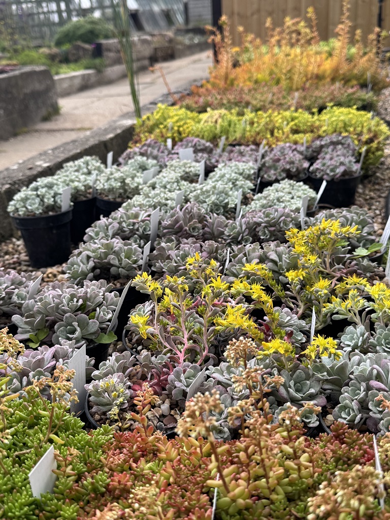 10 Sedum Selection