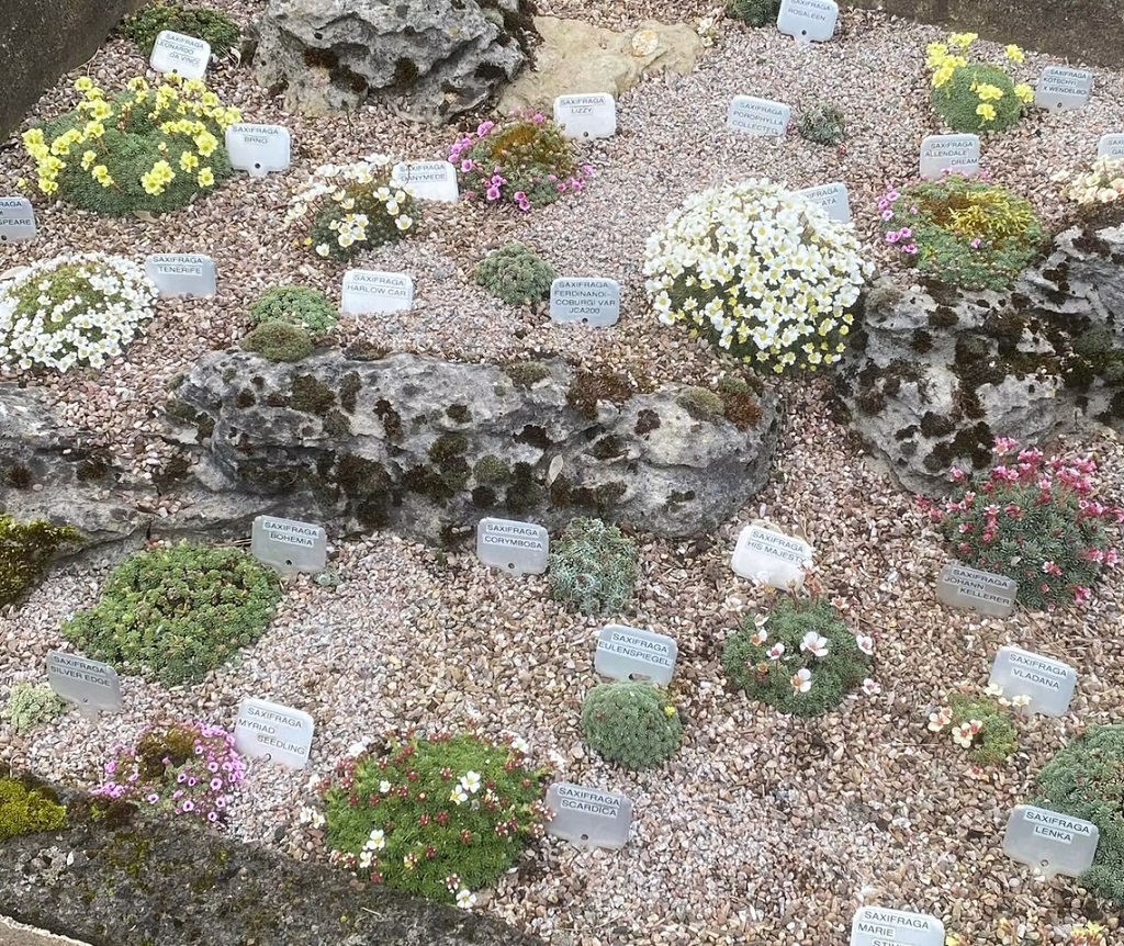 10 Saxifraga Porophylla Selection