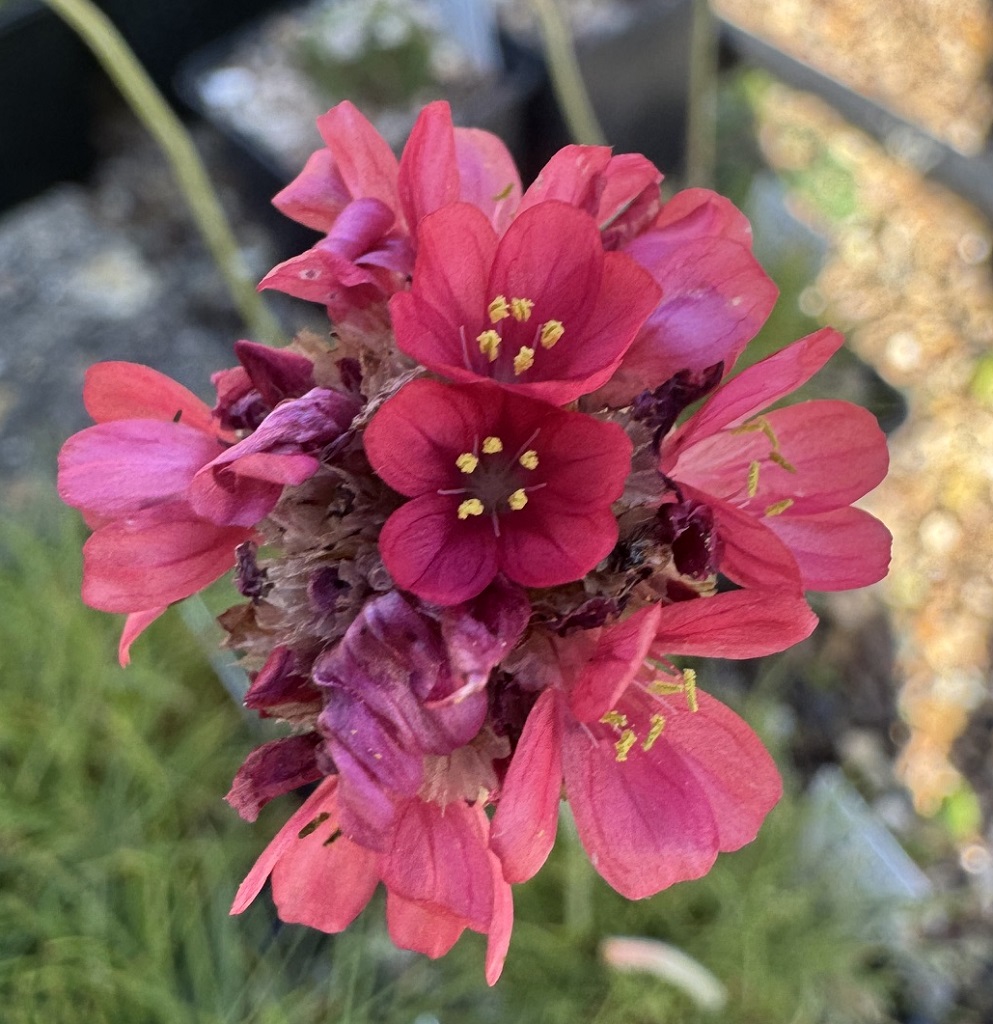 Armeria maritima 'Corsica'