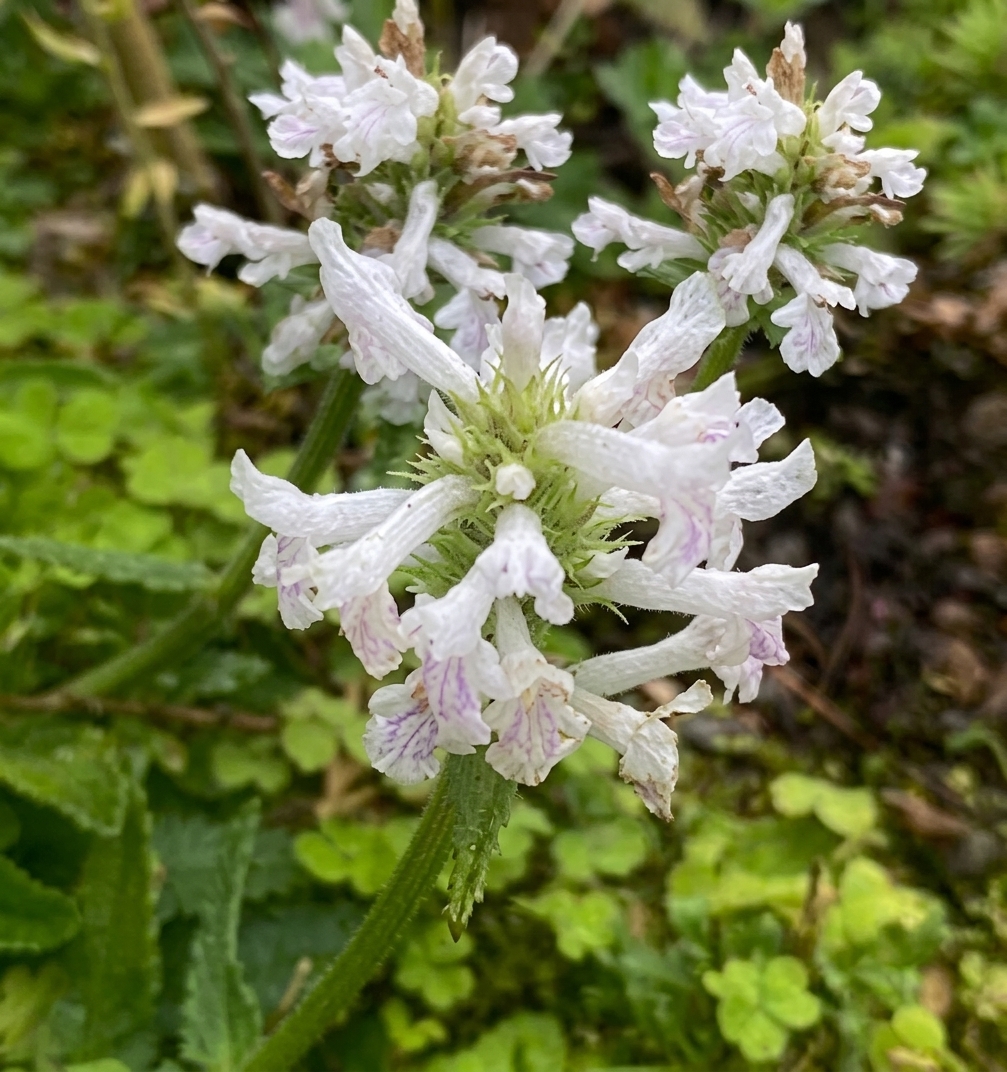 Betonica macrantha 'Alba'