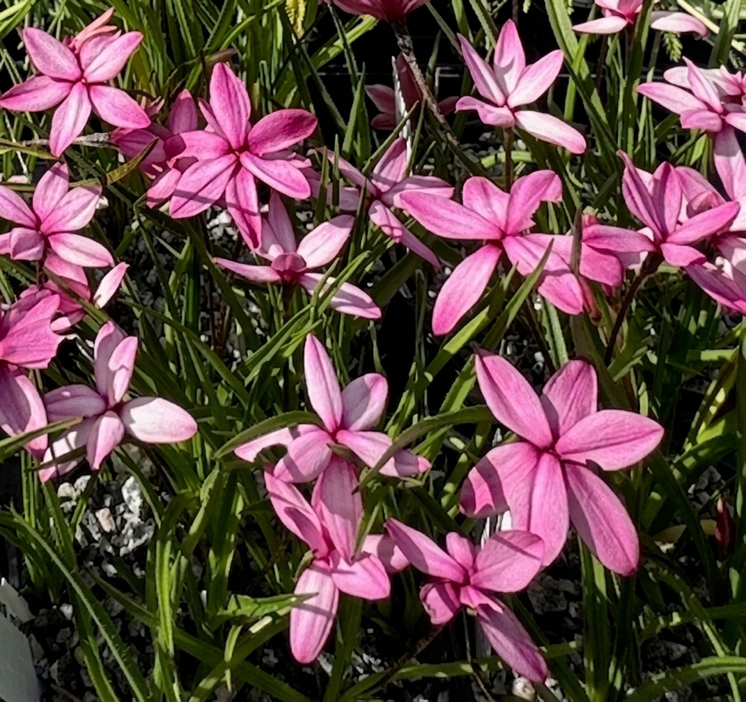 Rhodohypoxis milloides 'Pintado'