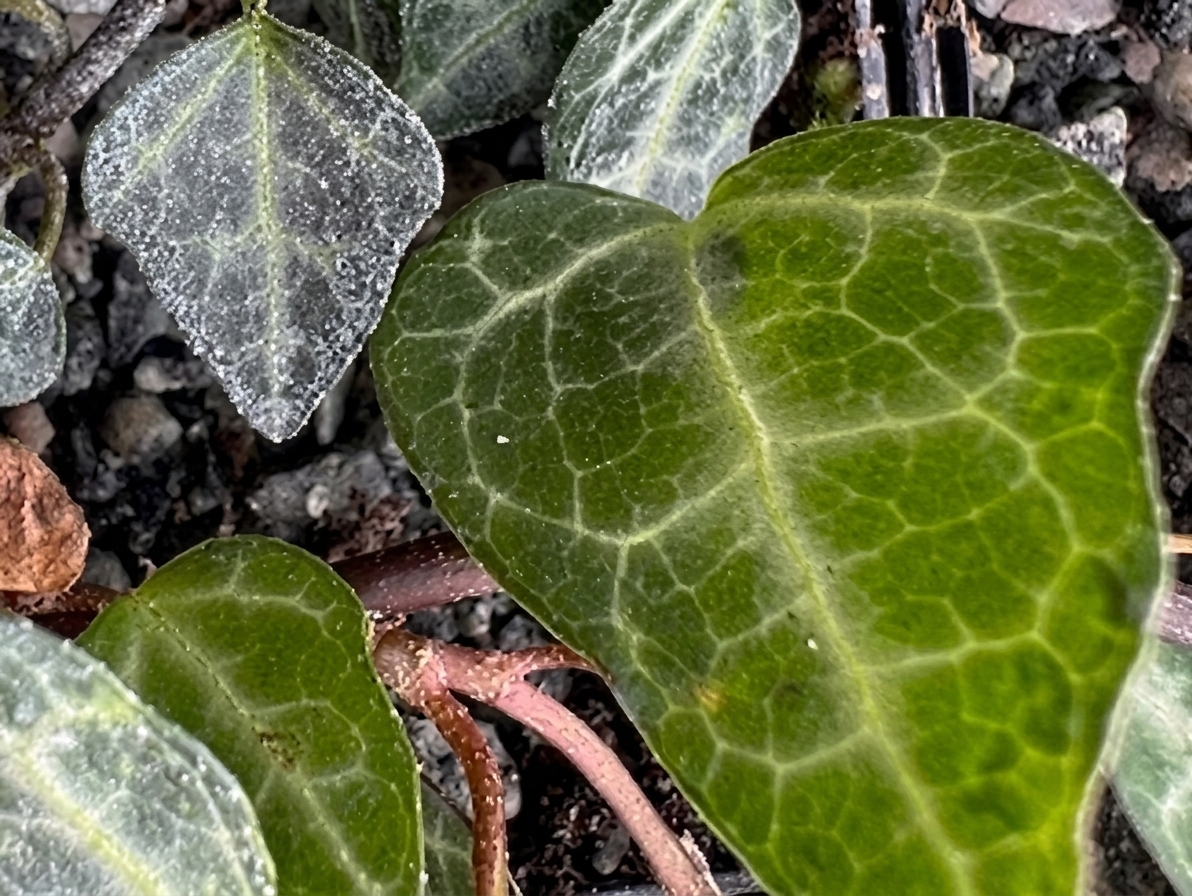 Hedera hibernica (ex RBGE)