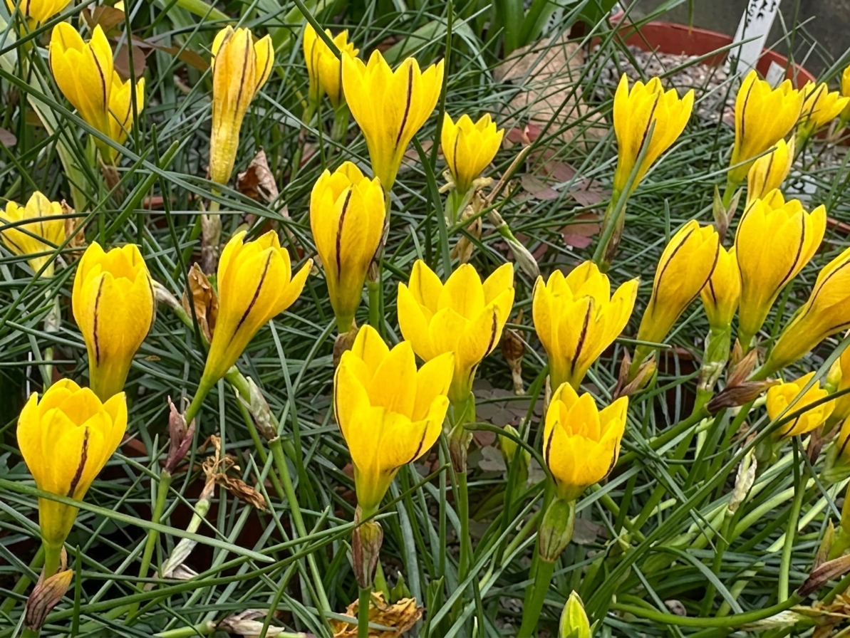 Ipheion dialystemon
