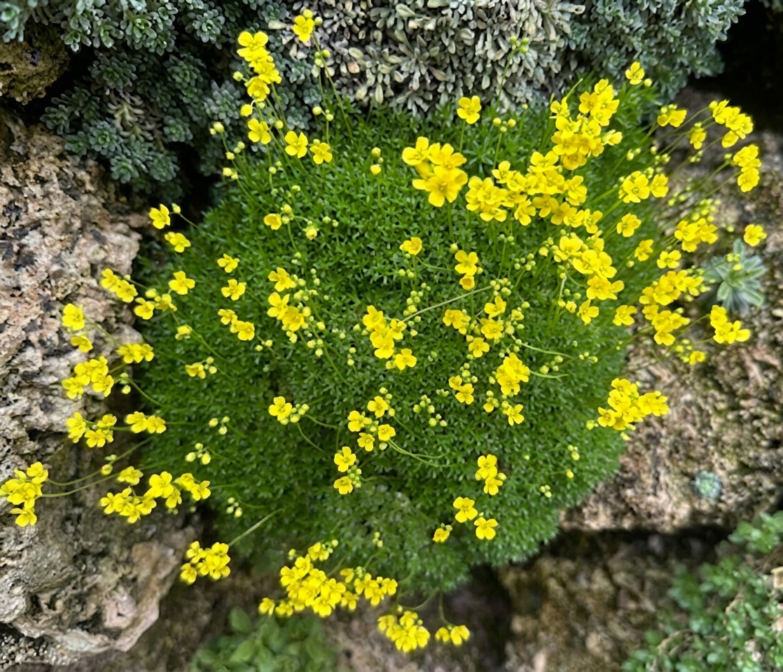 Draba rigida var bryoides compact