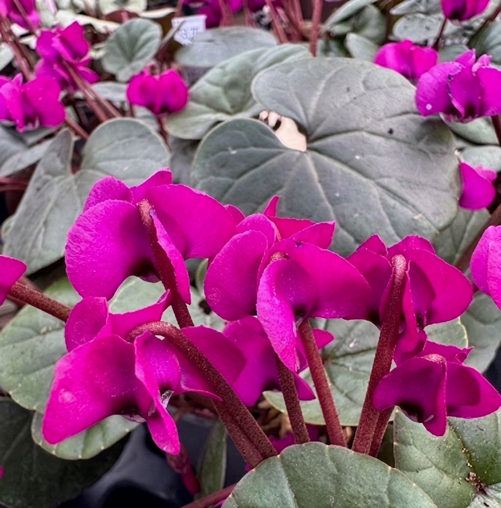 Cyclamen coum Dark flowering form