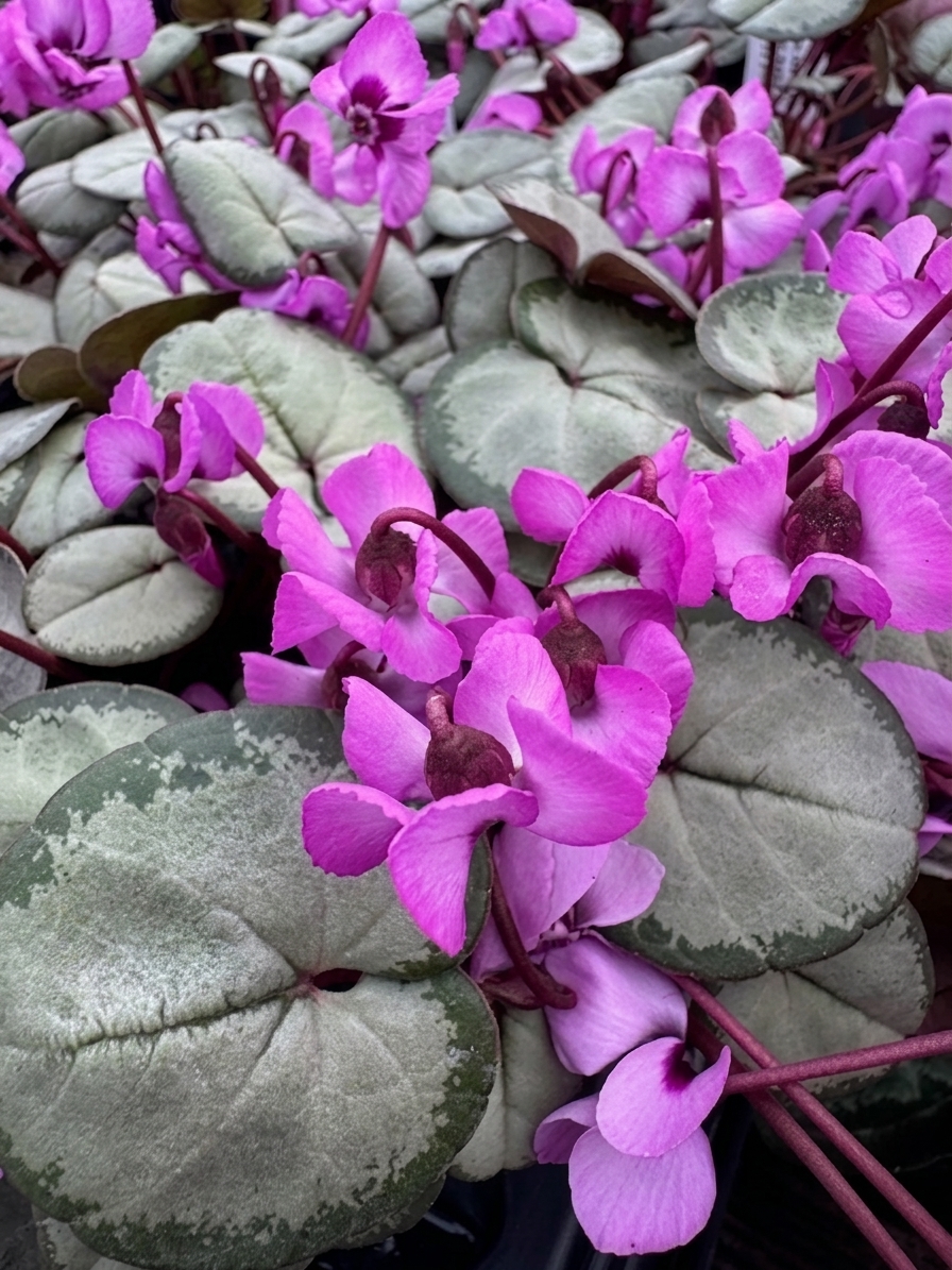 Cyclamen coum 'Silver Leaf'