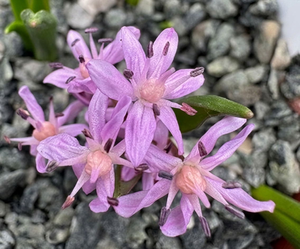 Scilla bifolia 'Chris's Favourite'