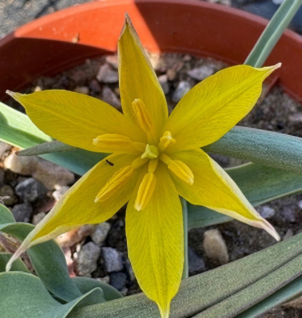 Tulipa kolpakowskiana 
