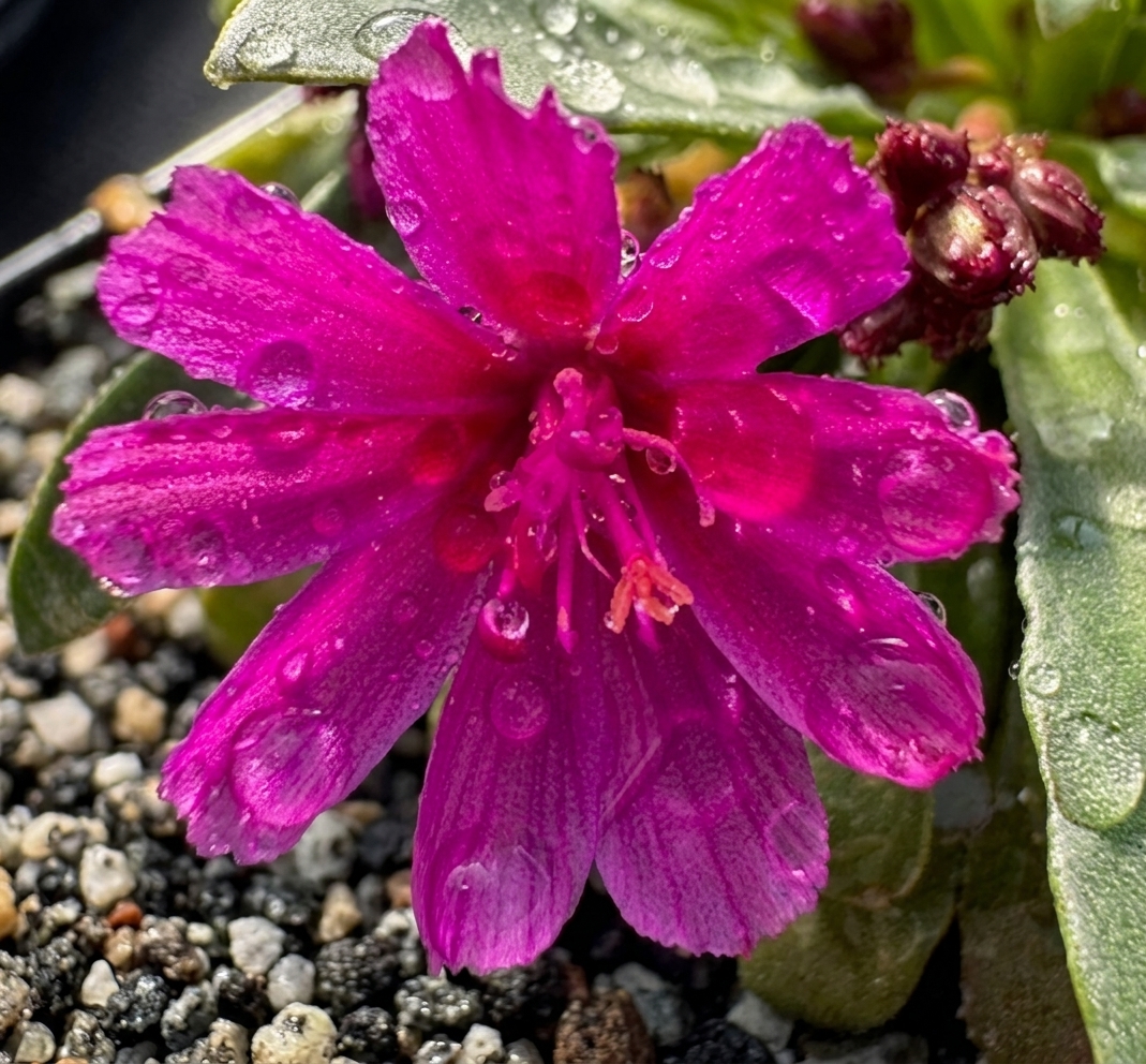Lewisia 'Little Raspberry'
