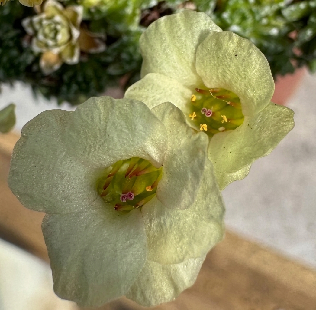 Saxifraga 'Allendale Harvest'