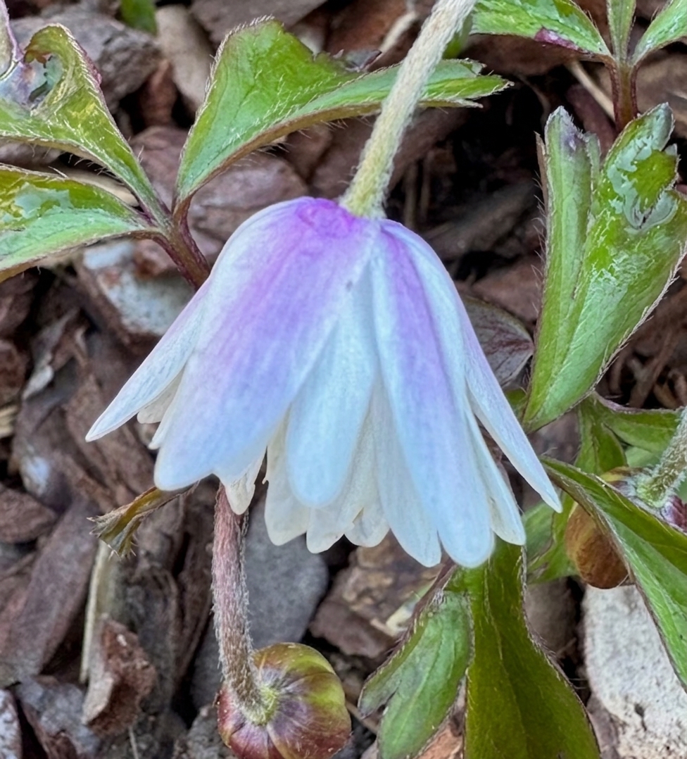 Anemone nemorosa 'Blue Eyes'