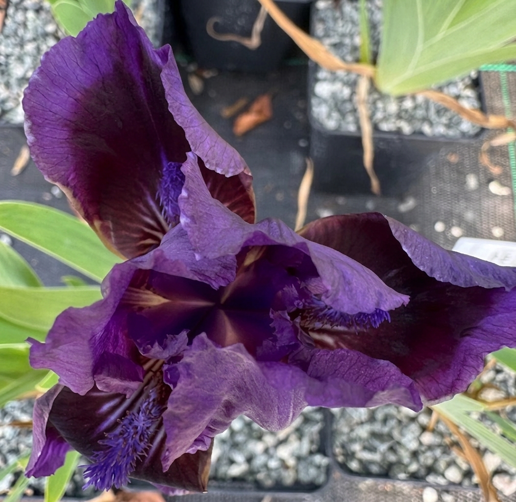 Iris 'Elvinhall'
