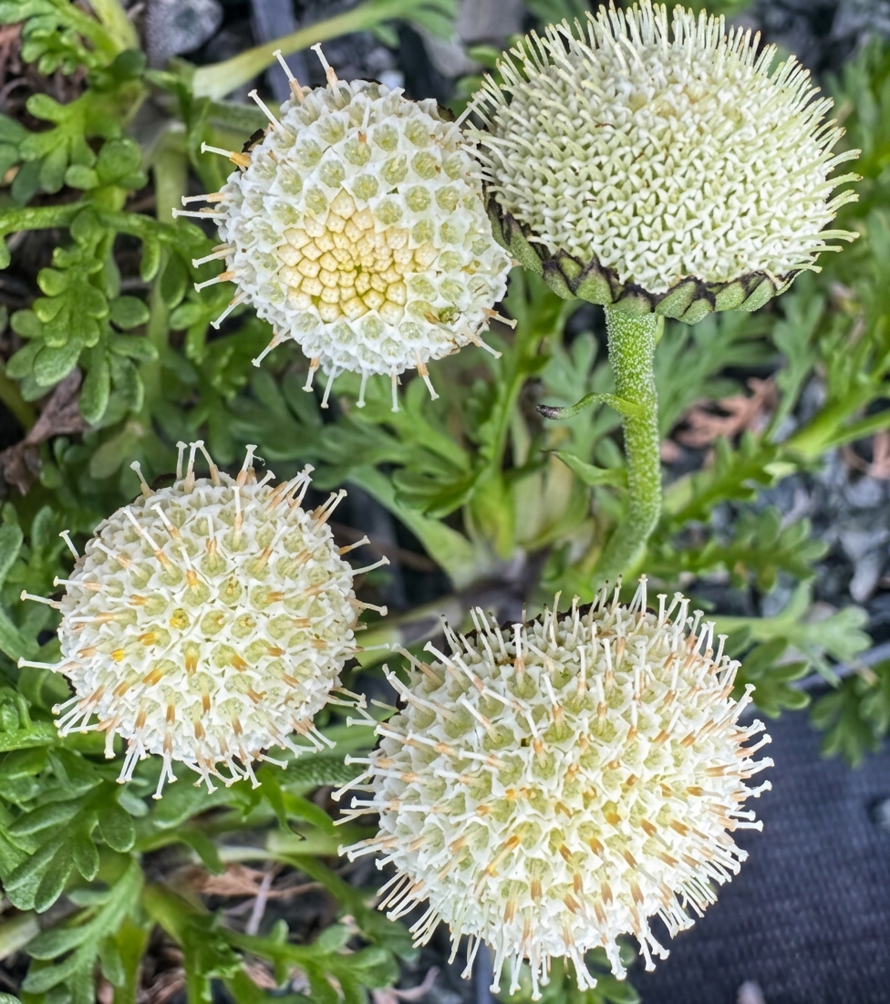 Leptinella pyrethrifolia