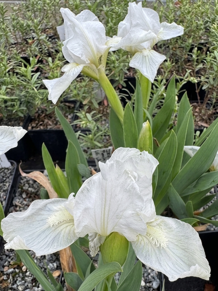 Iris pumila 'Lili White'