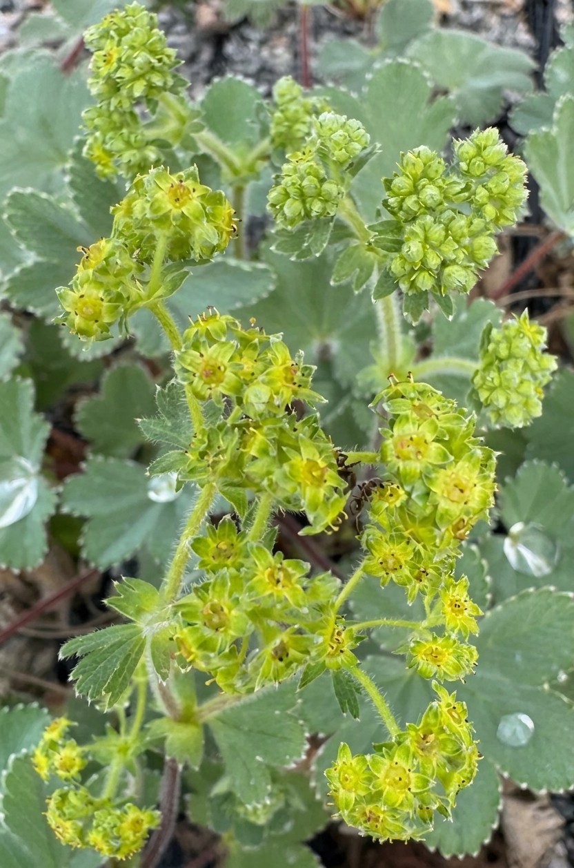 Alchemillea erythropoda Turkish form