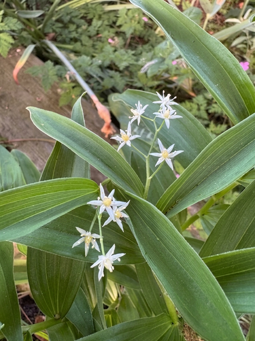 Smilacena stellata