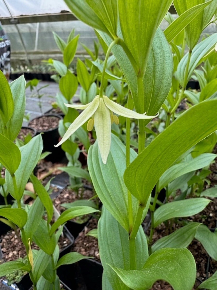 Disporum viridescens BSWJ4598 