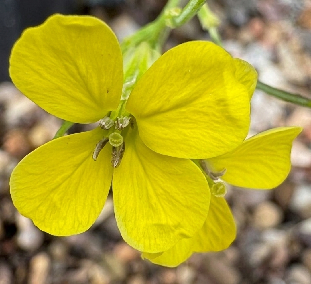Erysimum 'Lemon Light'