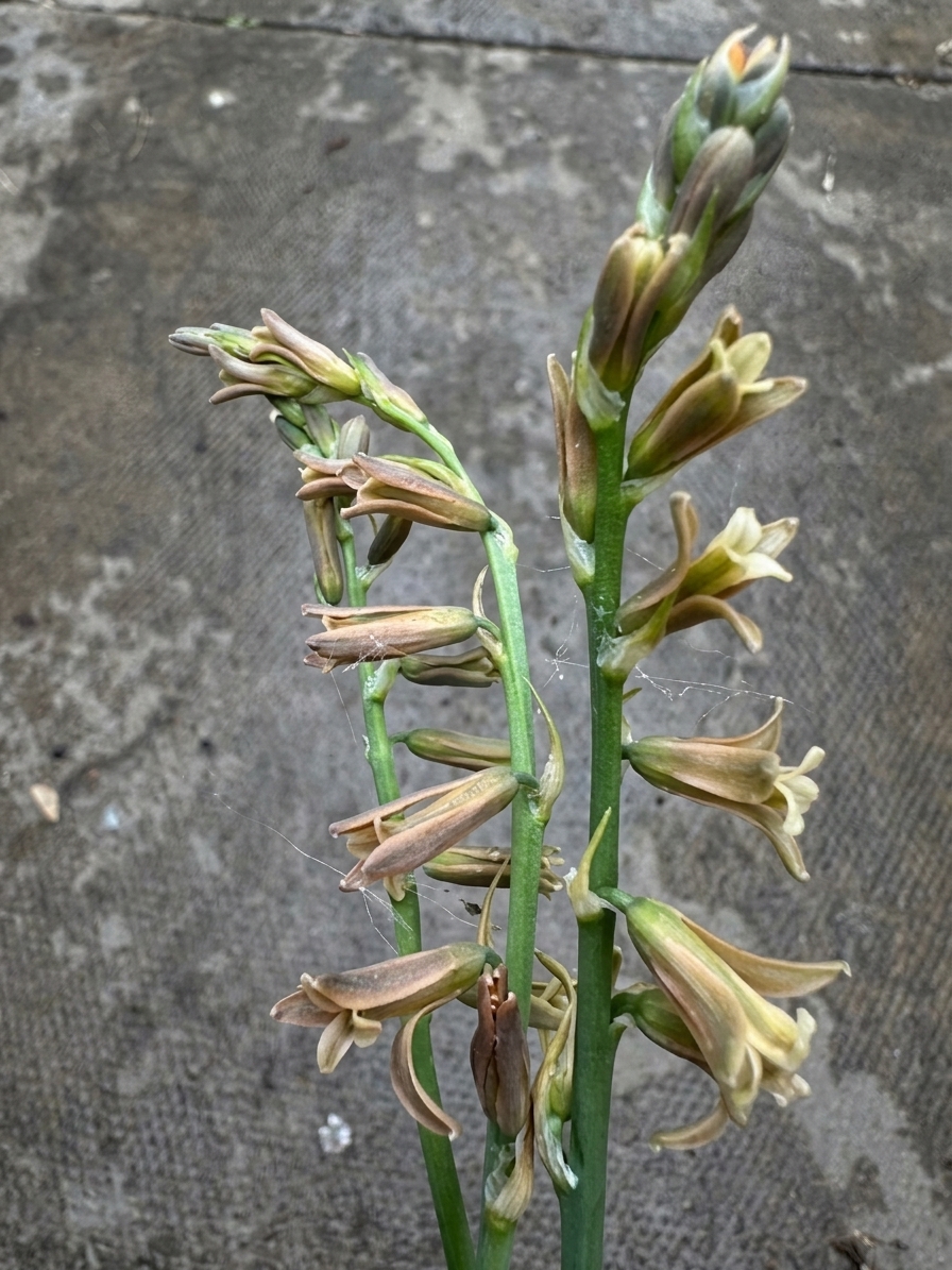 Dipcadi serotinum