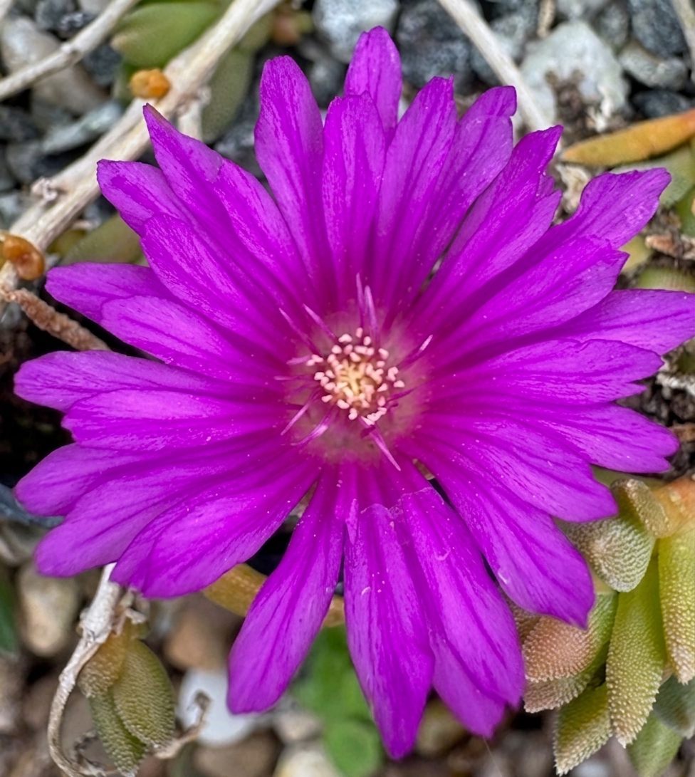 Delosperma ashtonii 