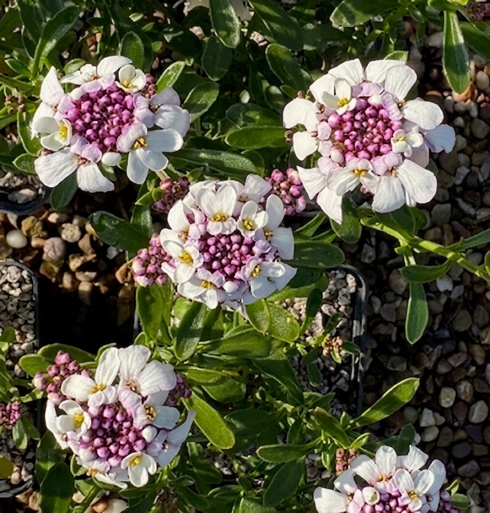 Iberis Pink Ice