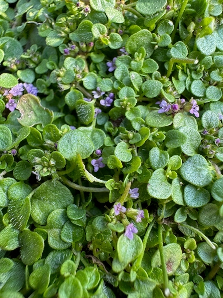 Mentha requienii 