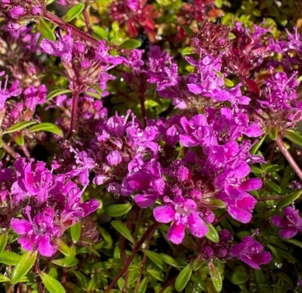 Thymus 'Coccineus'