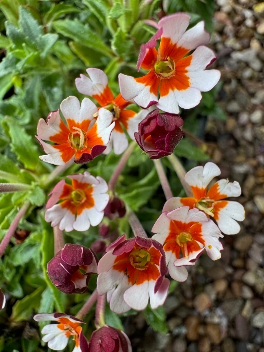 Zaluzianskya ovata 'Orange Eye'