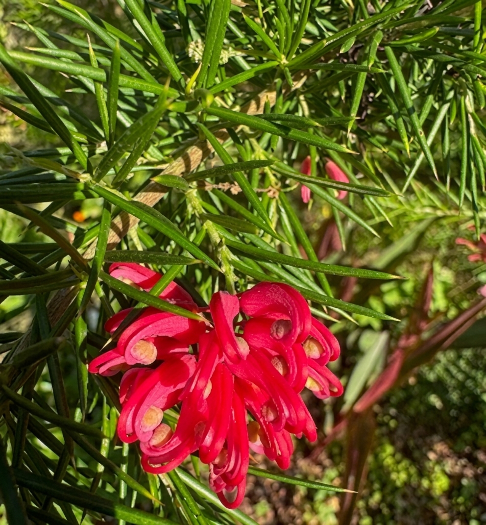 Grevillea 'Olympic Flame'