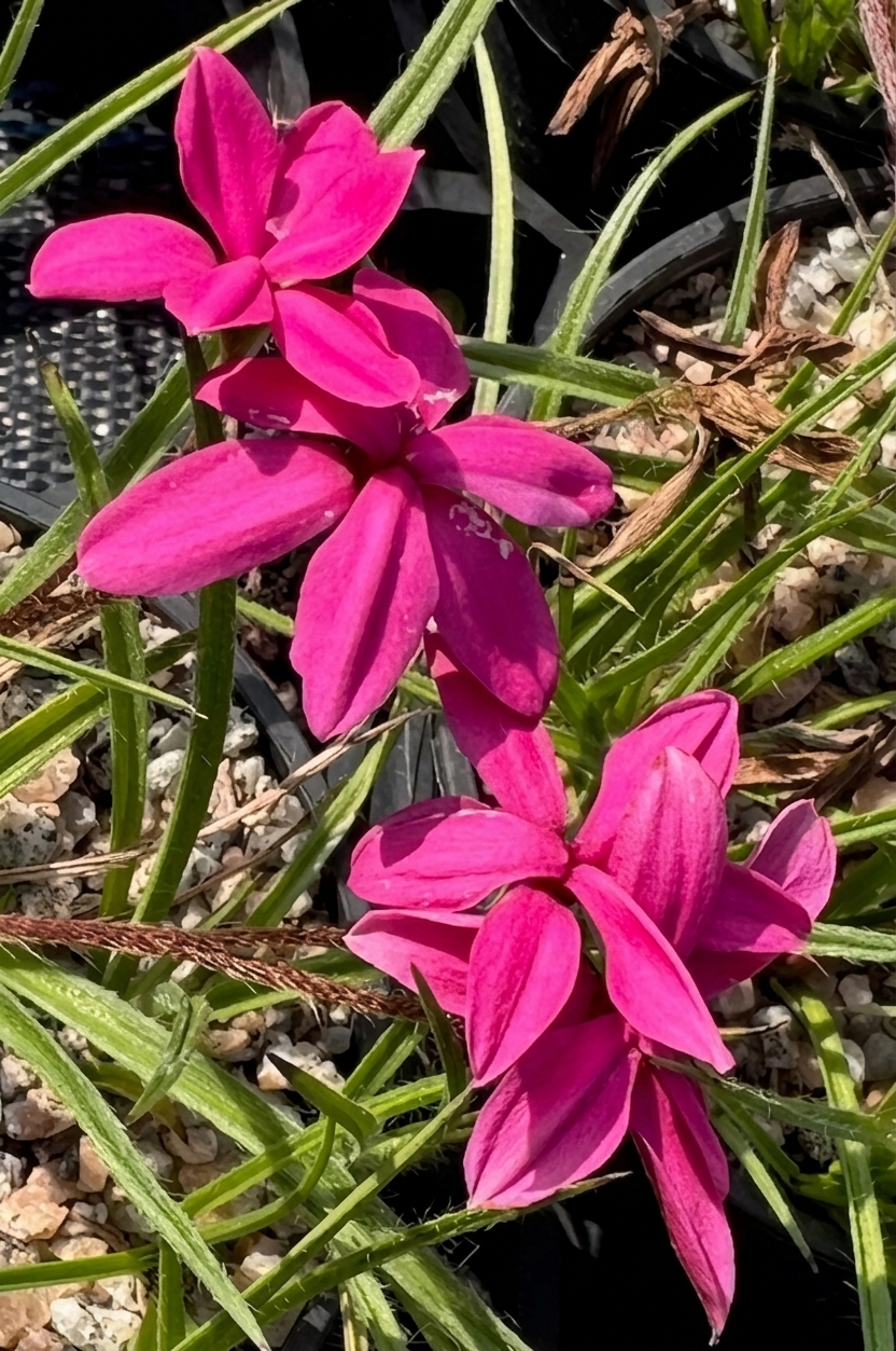 Rhodohypoxis baurii 'Tetra Pink'