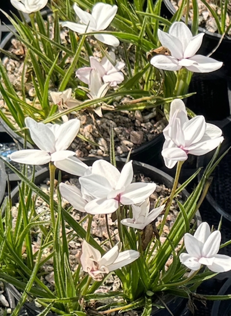 Rhodohypoxis baurii 'The Bride'