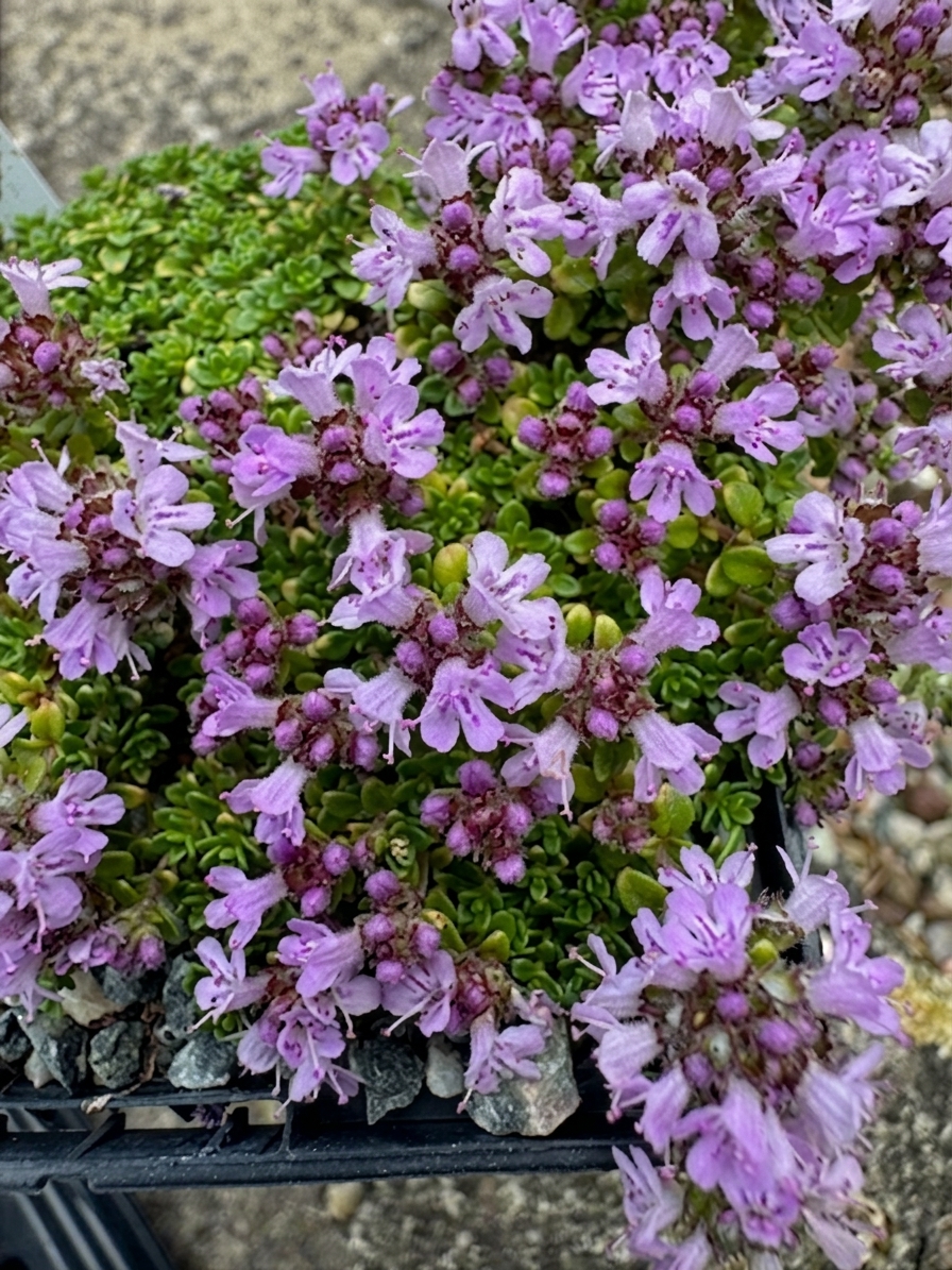 Thymus 'Rasta'