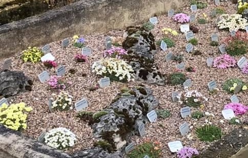 10 Saxifraga Porophylla Selection