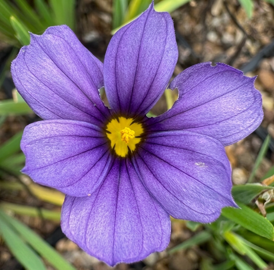 Sisyrinchum 'Sapphire'