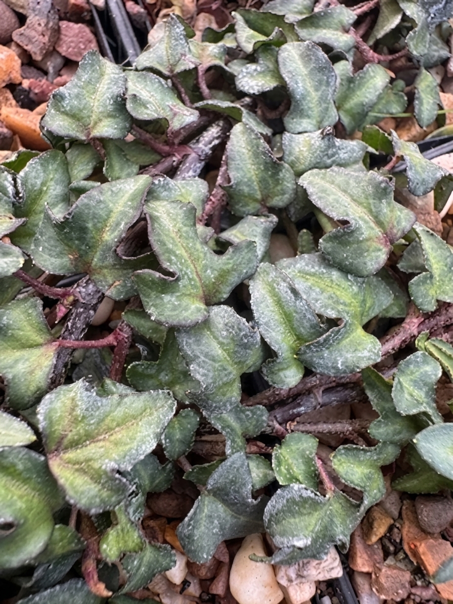Hedera helix 'Minima'