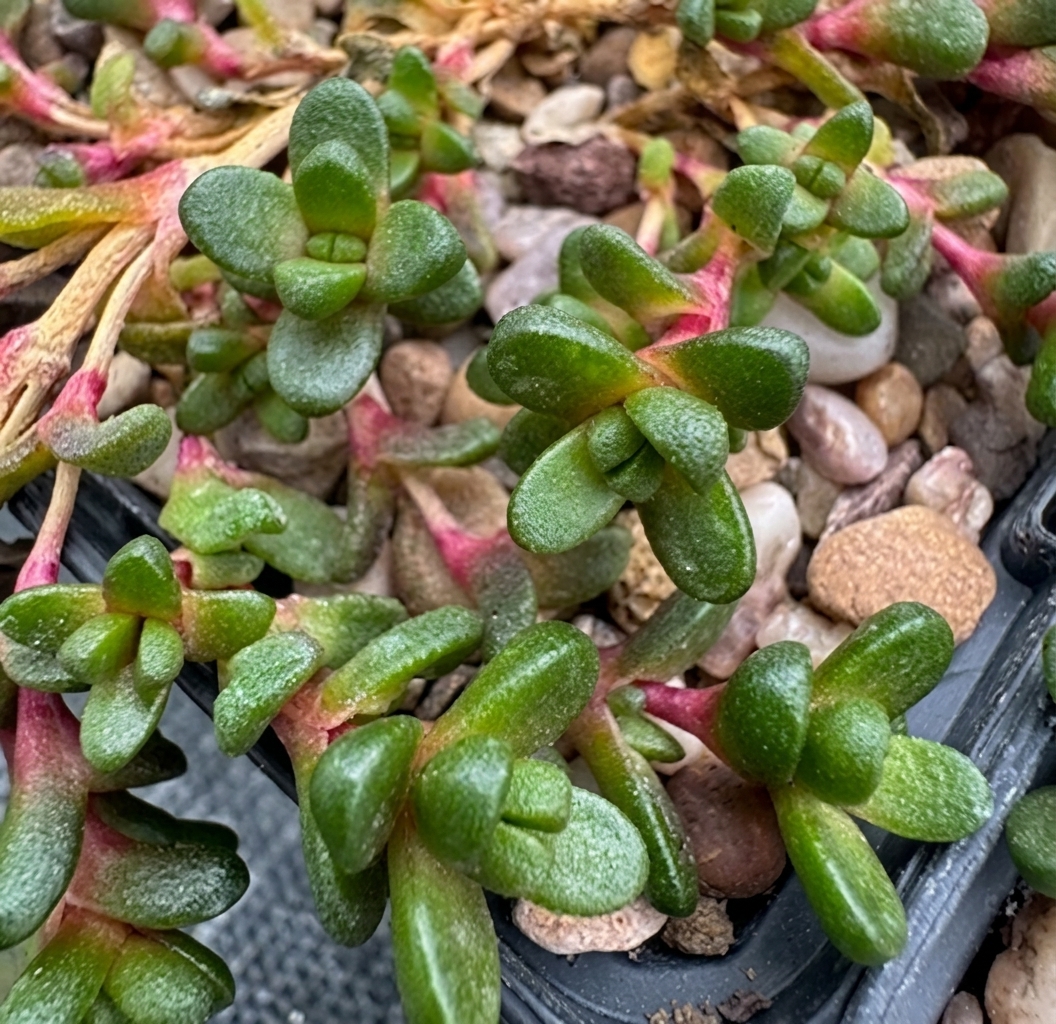 Ectoptropis seanii-hoganii