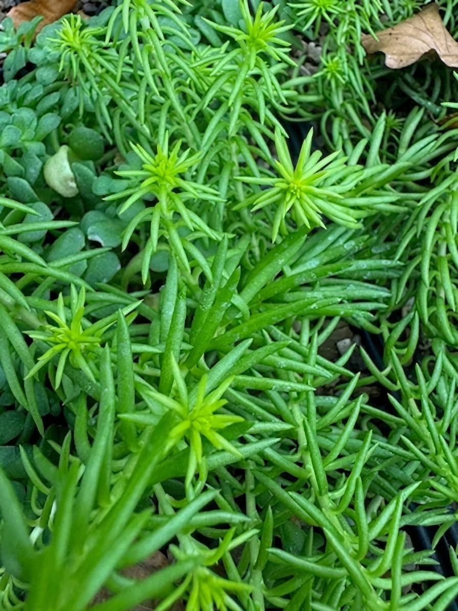 Sedum rupestre 'Angelina'
