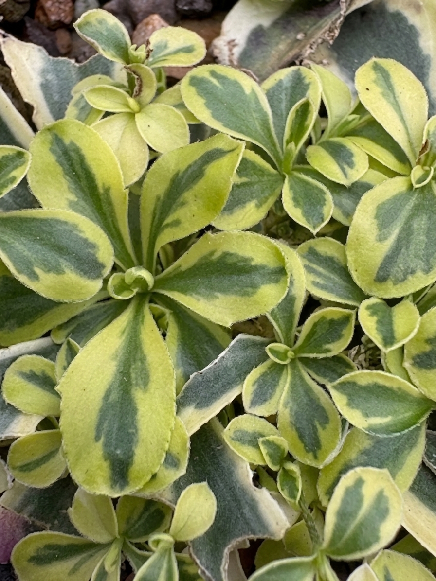 Arabis ferdinandi-coburgi 'Old Gold'