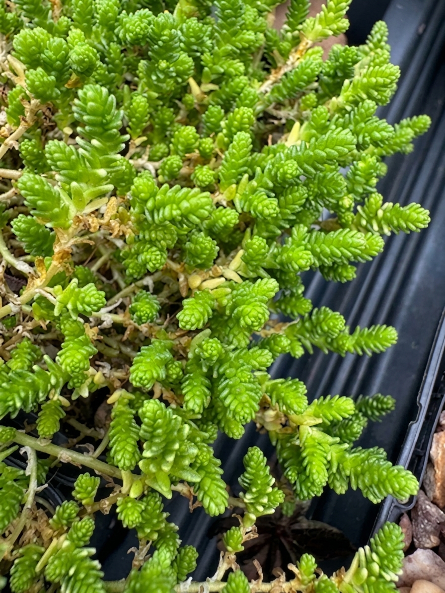 sedum acre aureum