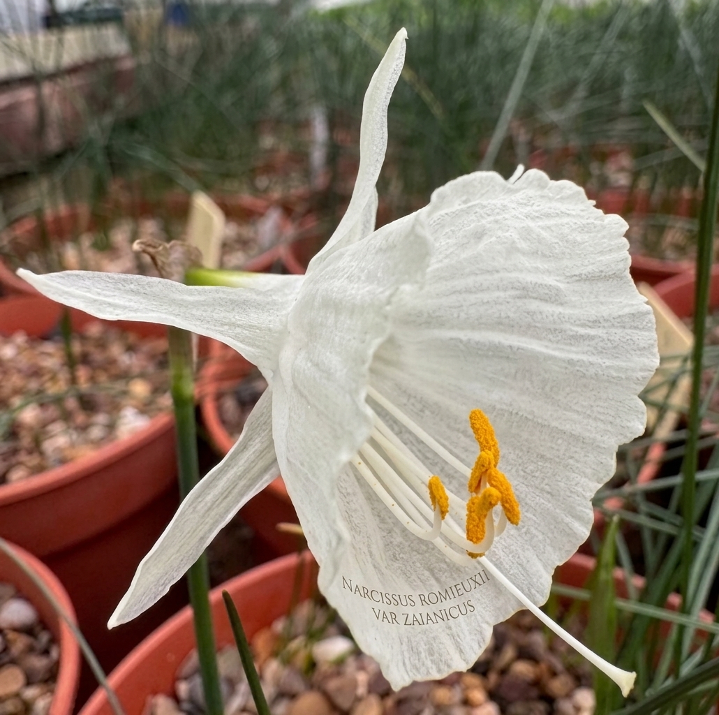 Narcissus romieuxii var zaianicus
