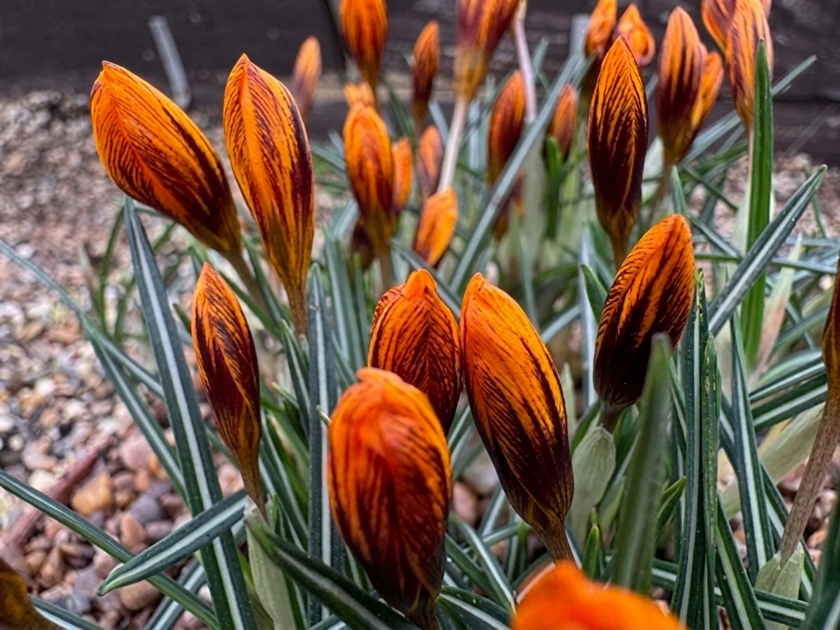 Crocus olivieri 'Orange Monarch'