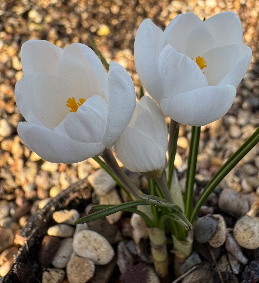 Crocus chrysanthus 'Polar Bear'