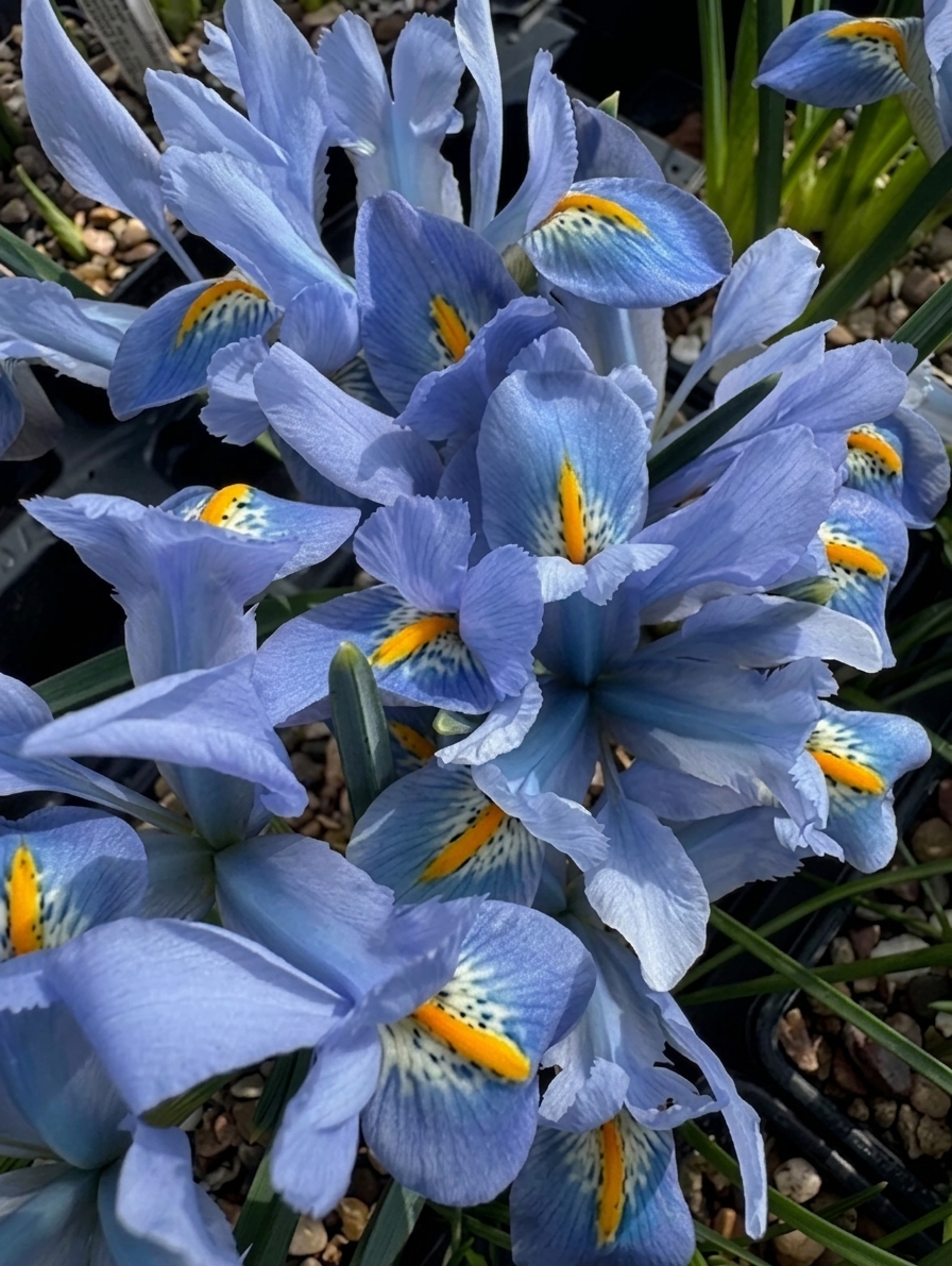 Iris reticulata 'Blue Planet'
