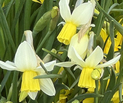 Narcissus Tiny Bubbles
