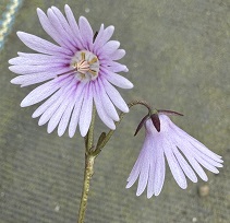 Soldanella Sudden Spring