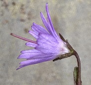 Soldanella pindicola dimonei