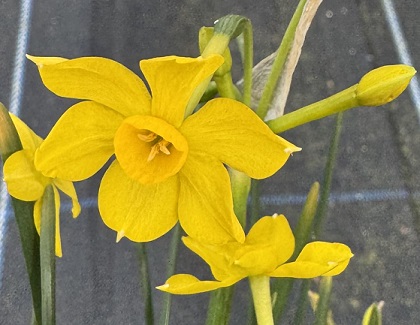 Narcissus jonquilla 'Baby Boomer'