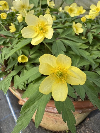 Anemone x lipsiensis 'Pallida'