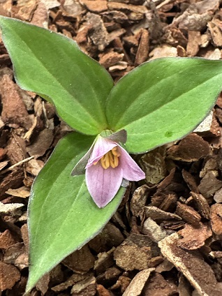 Trillium hibbersonii