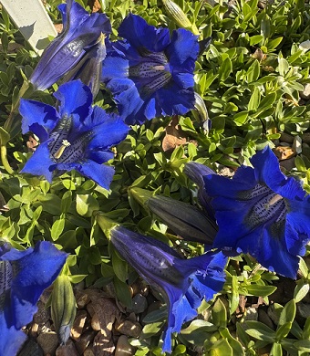 Gentiana acaulis 'Undulatifolia'